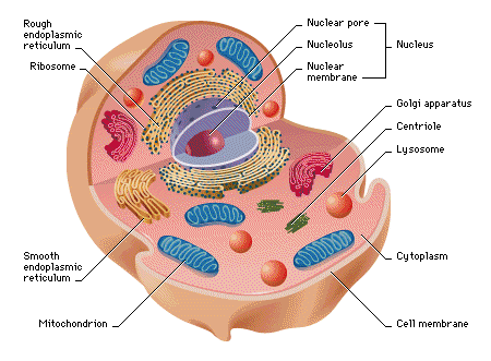 Brief description of a Animal cell. Cell (biology) -- Media -- Encarta ® 