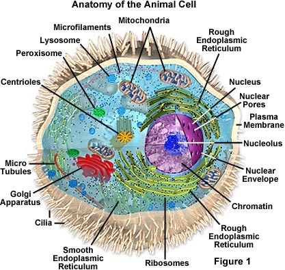 Anatomy of the Animal Cell